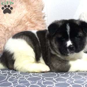 Dolley, Akita Puppy